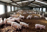 	養(yǎng)豬場(chǎng)如何保溫