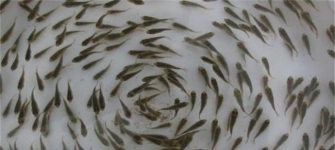 魚(yú)苗放養(yǎng)前處理