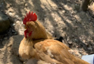 怎么挑選雞腳環(huán)、計(jì)步器？腳環(huán)計(jì)步器有什么功能？