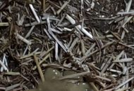 牛犢拉這樣的稀這樣治療