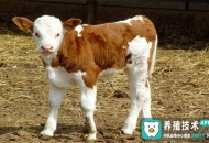 	犢牛發(fā)燒怎么辦