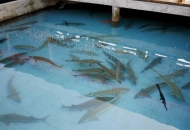 	鱘魚(yú)養(yǎng)殖條件