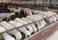 	種羊養(yǎng)殖，常年供應(yīng)供應(yīng)優(yōu)質(zhì)美國(guó)白