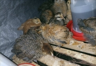 	家養(yǎng)的雞眼睛鼻子都長(zhǎng)水痘，還感冒