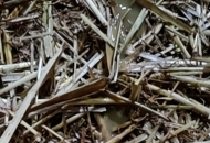 牛犢拉這樣的稀這樣治療急急{:汗